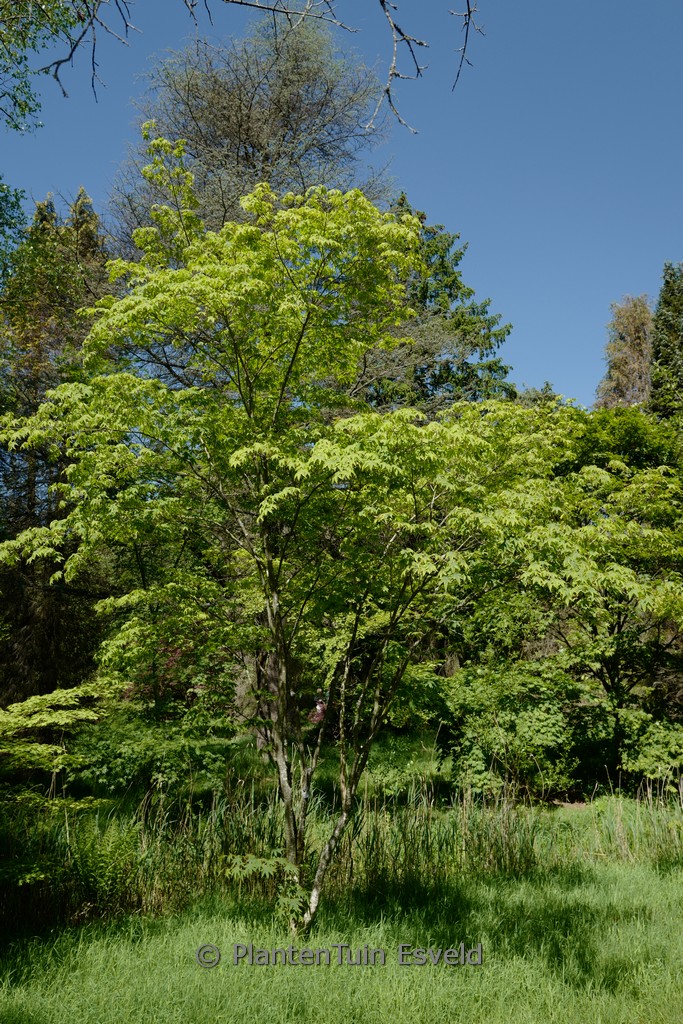 Acer ‚Gimborn’s Sturdy Green‘