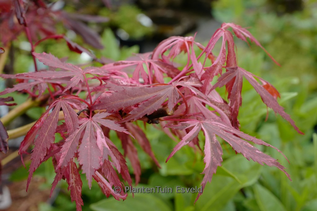Acer ‚Lileeanne’s Jewel‘ (EXTRAVAGANZA) (Variegatum Group)