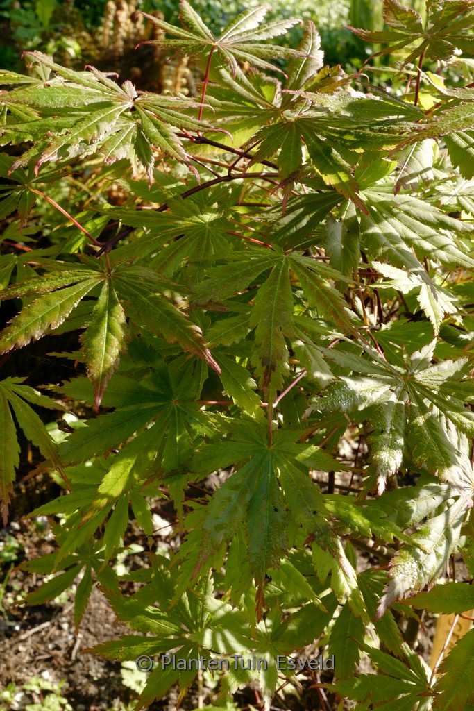 Acer ‚Seasons of Change‘