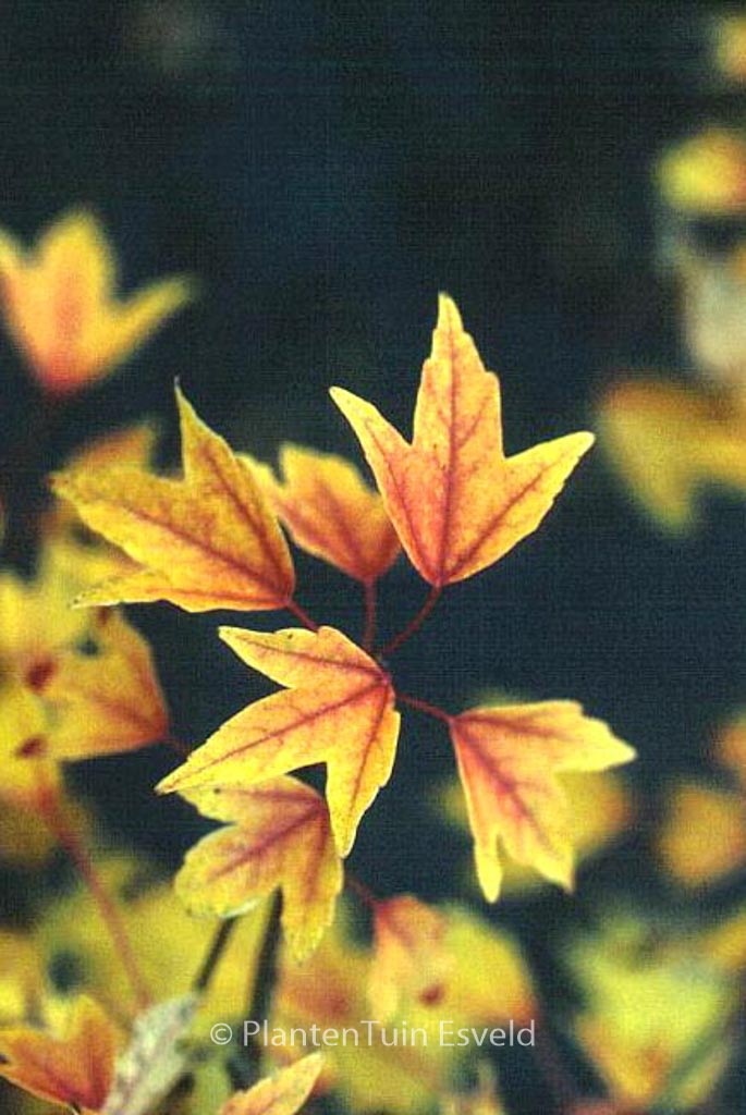 Acer buergerianum ‚Shirley Debacq‘