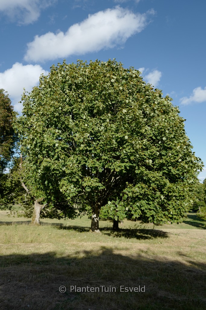 Acer caesium