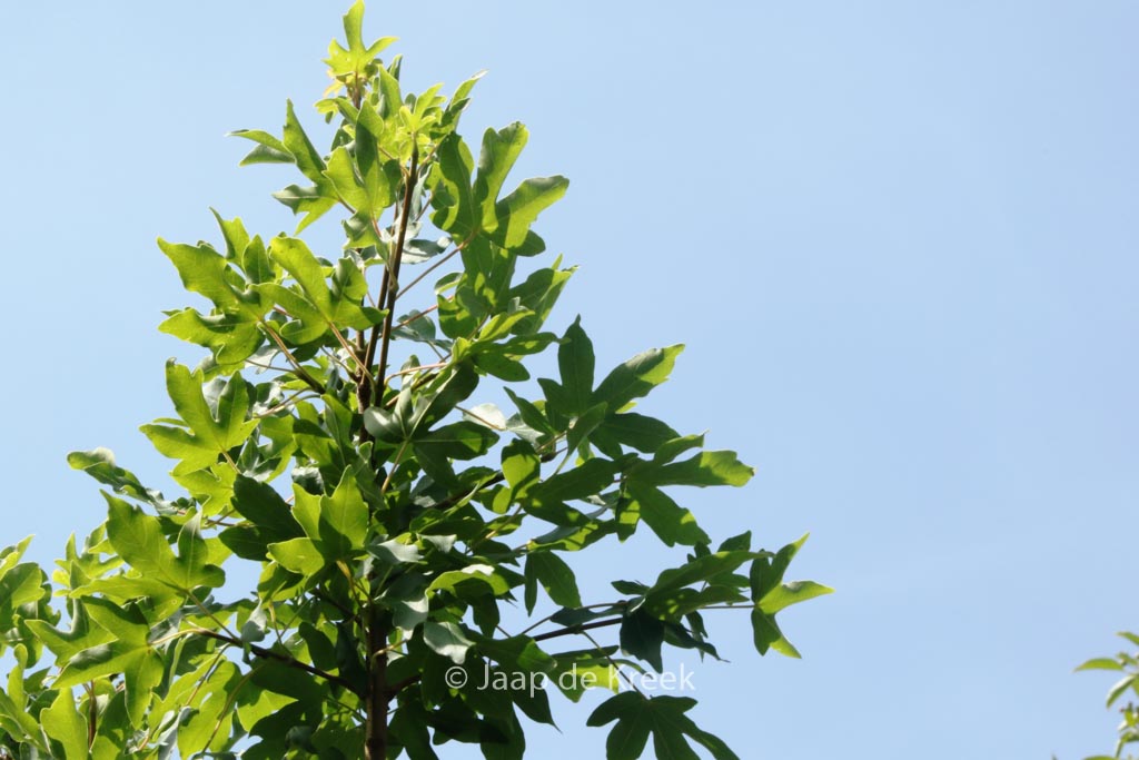 Acer campestre ‚Anny’s Globe‘