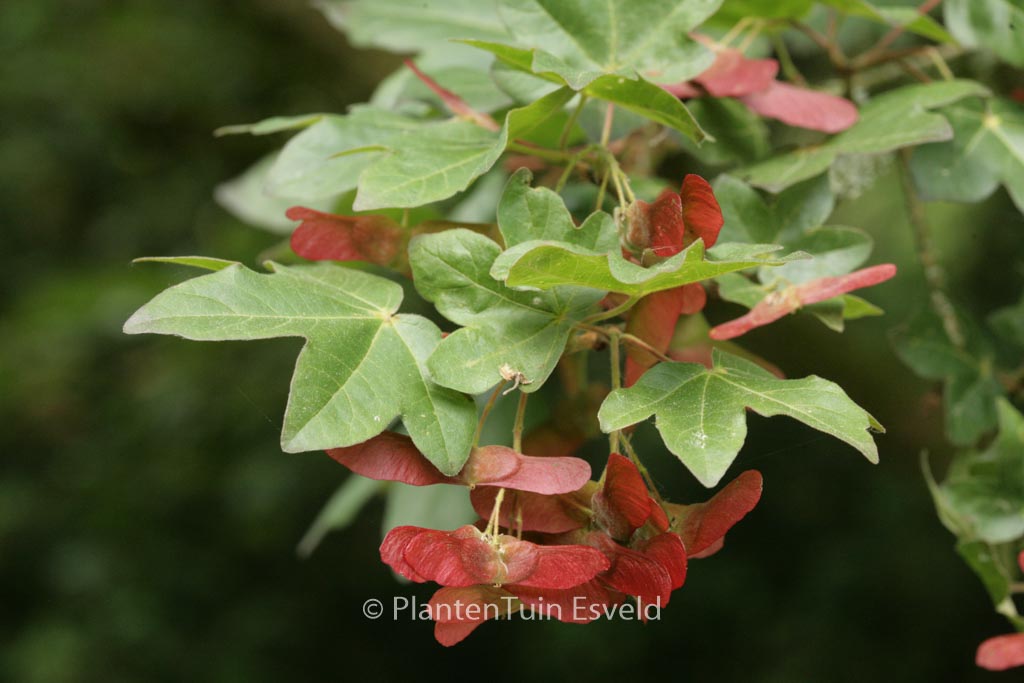 Acer campestre ‚Red Shine‘
