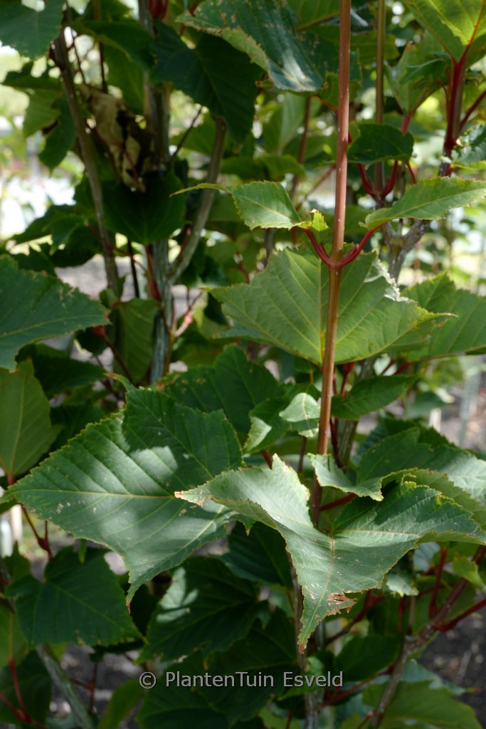 Acer capillipes ‚Antoine‘