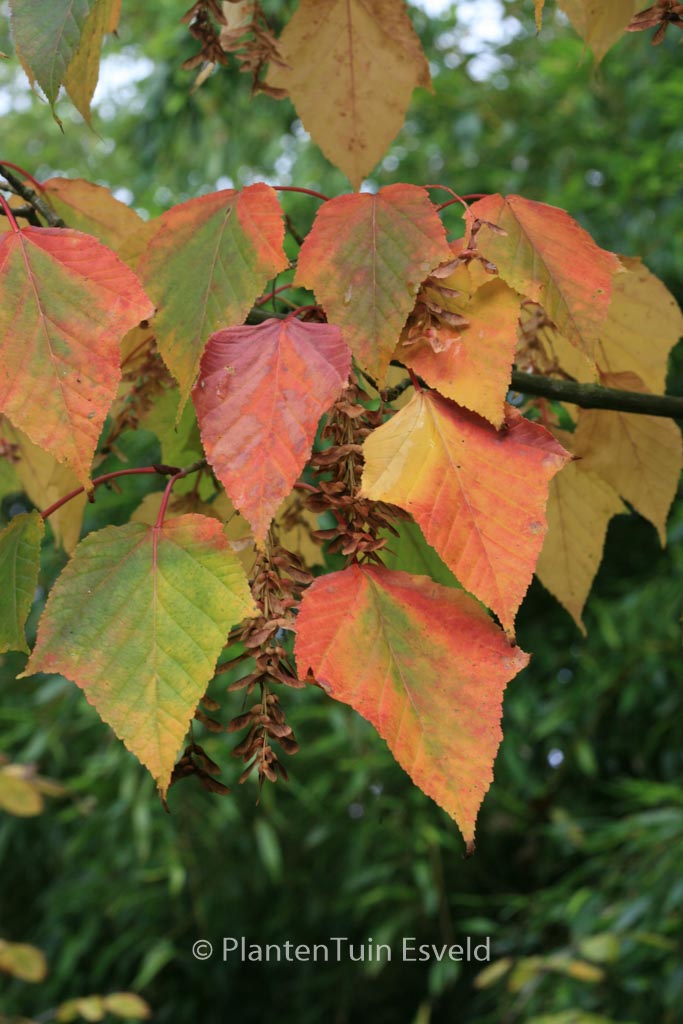 Acer capillipes