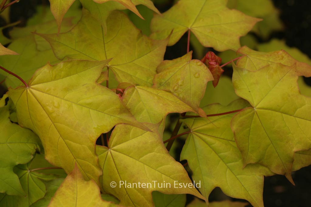 Acer cappadocicum ‚De Oirsprong‘