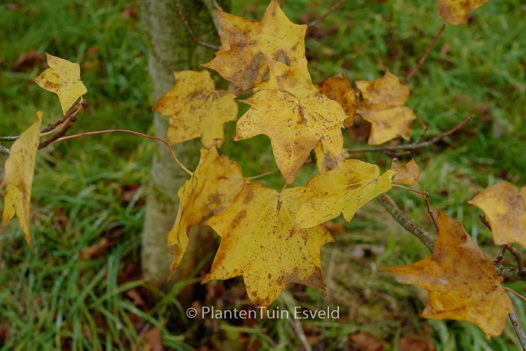 Acer cappadocicum ‚Le Mesnil‘