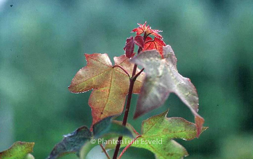 Acer cappadocicum ‚Rubrum‘