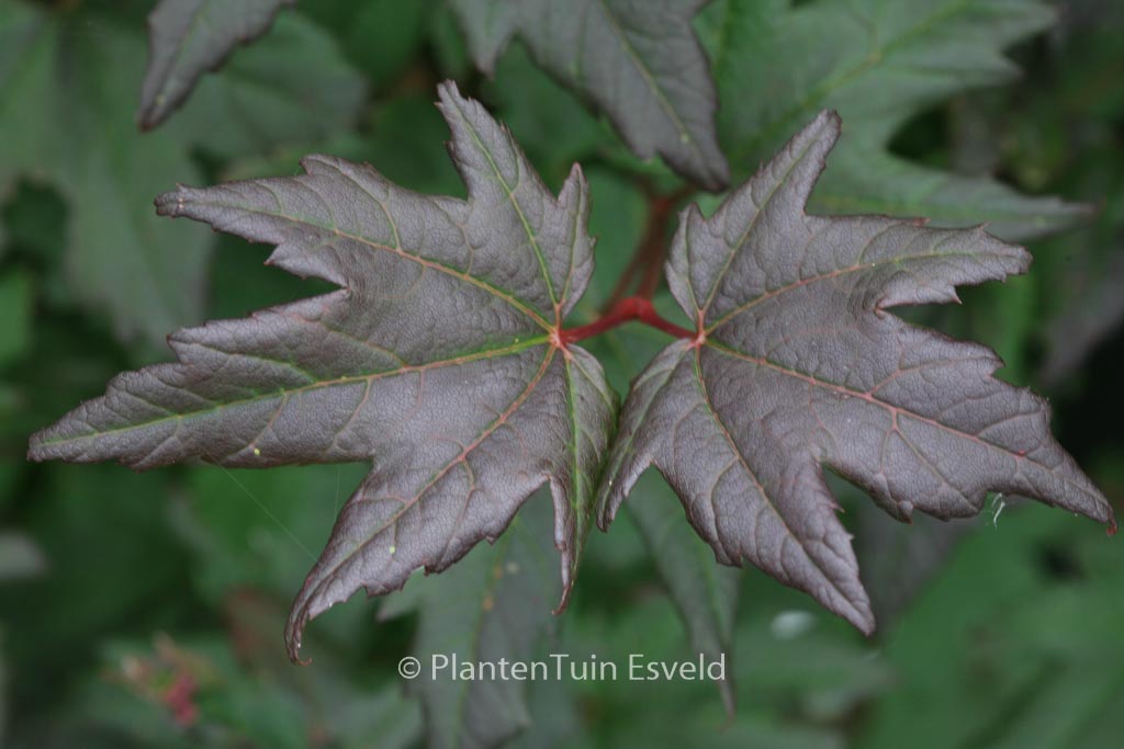 Acer circinatum ‚Burgundy Jewel‘