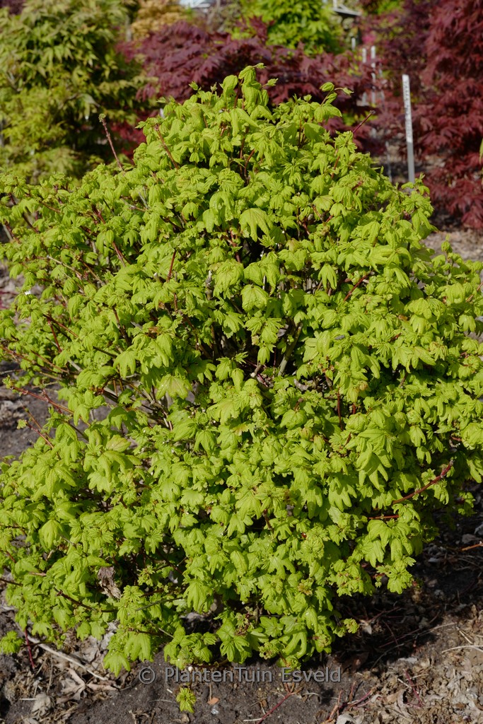 Acer circinatum ‚Little Gem‘
