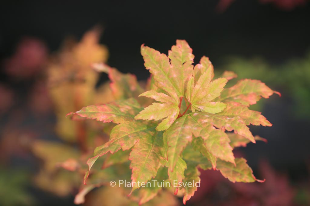 Acer circinatum ‚Pacific Fire‘