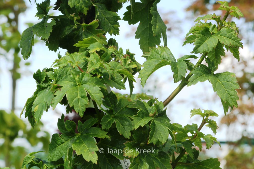 Acer circinatum ‚Pacific Sprite‘