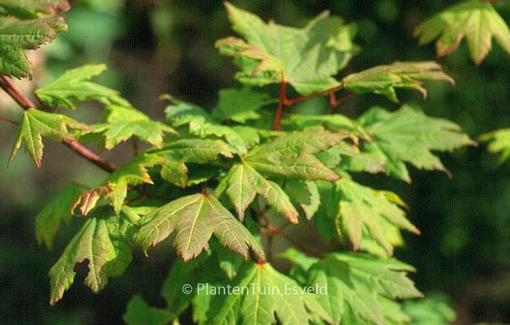 Acer circinatum ‚Victoria‘