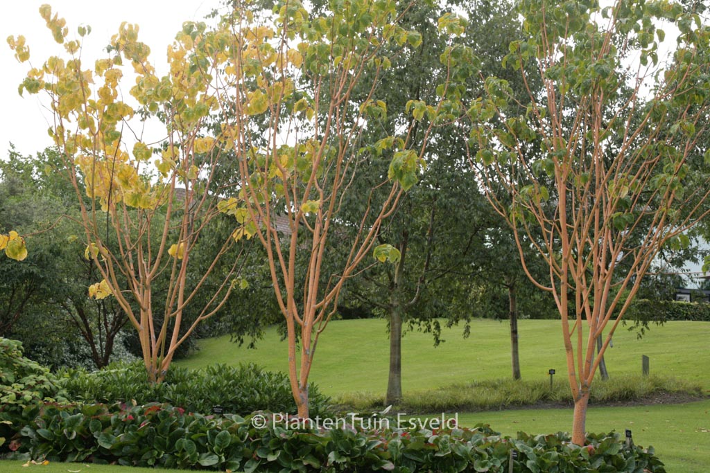 Acer conspicuum ‚Phoenix‘