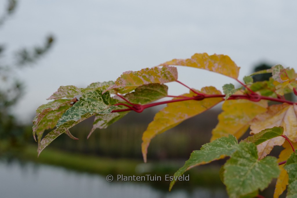 Acer conspicuum ‚Red Flamingo‘