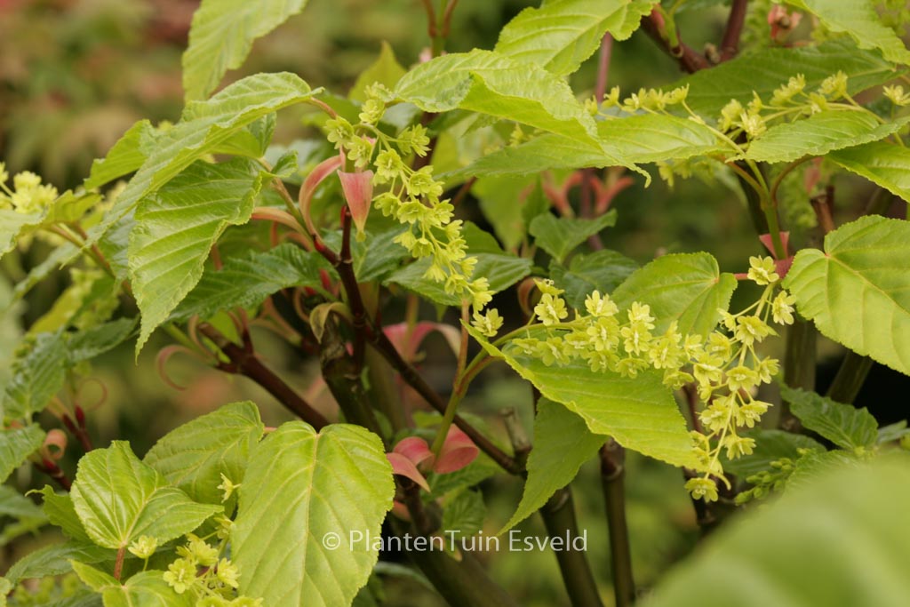 Acer davidii ‚Ernest Wilson‘