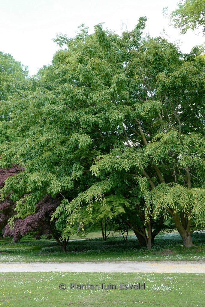 Acer davidii ‚George Forrest‘