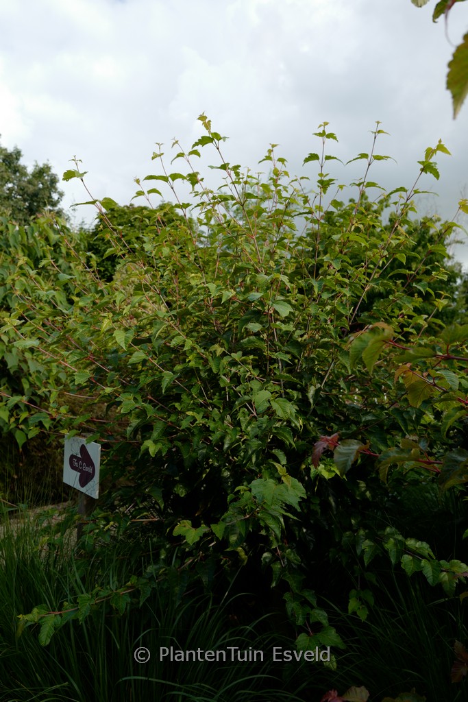 Acer davidii ‚Hagelunie‘