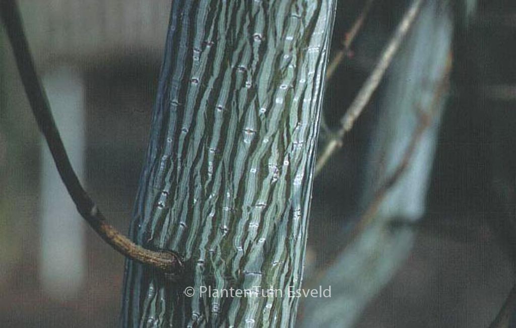 Acer davidii ‚Madeline Spitta‘