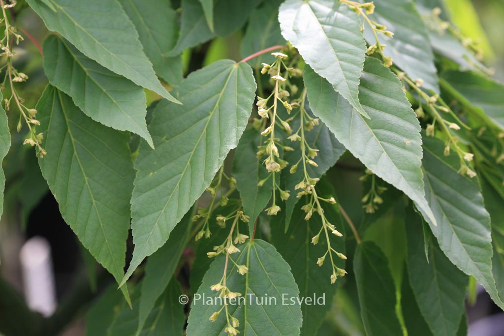 Acer davidii ‚Rosalie‘