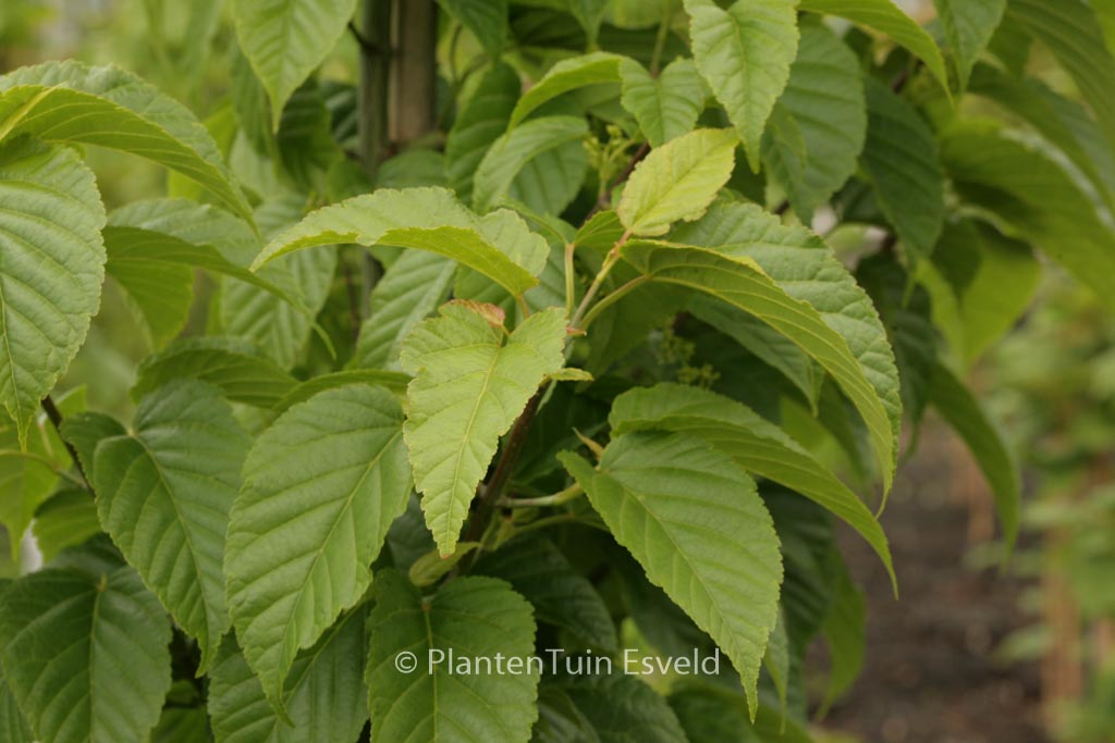 Acer davidii ‚Serendipity‘