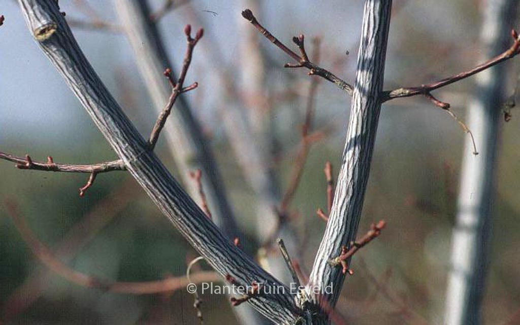 Acer davidii ‚Serpentine‘