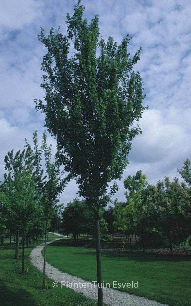 Acer freemanii ‚Armstrong‘