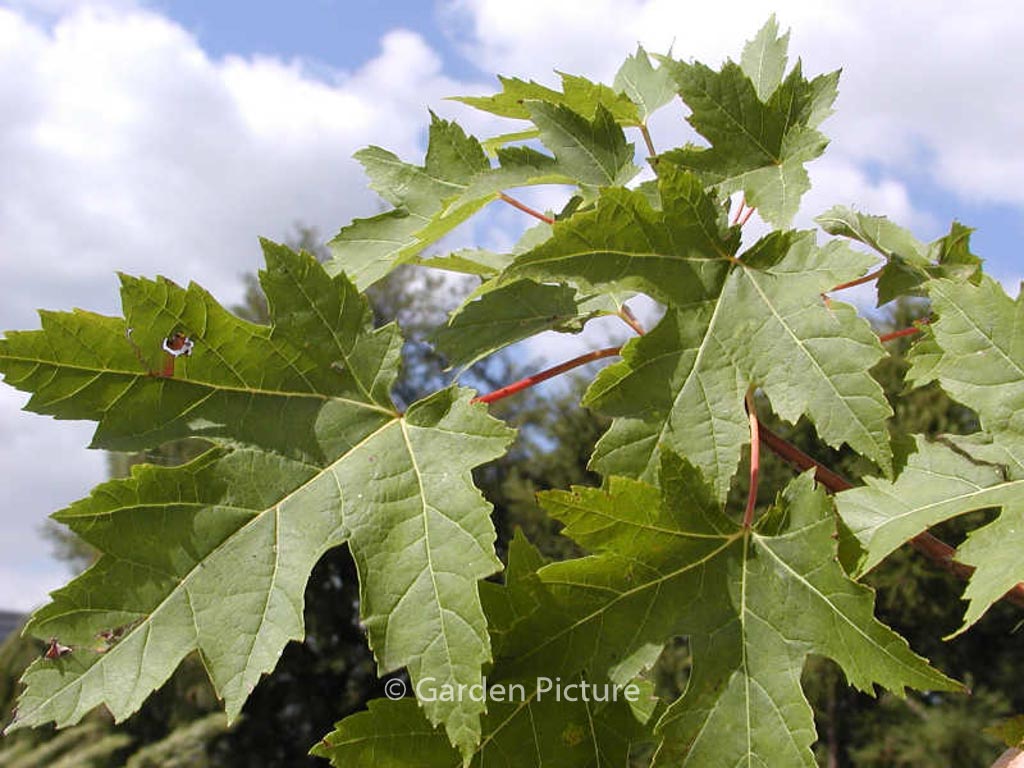 Acer freemanii ‚Celzam‘ (CELEBRATION)