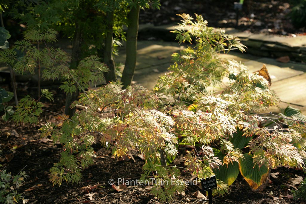 Acer japonicum ‚Abby’s Weeping‘