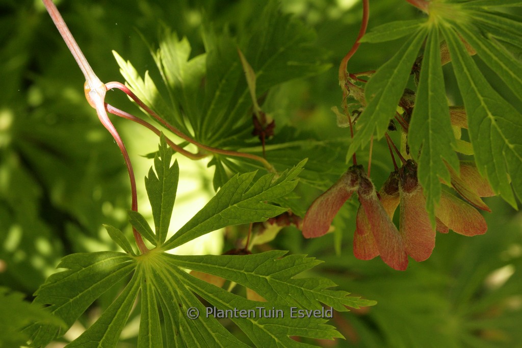 Acer japonicum ‚Aconitifolium‘