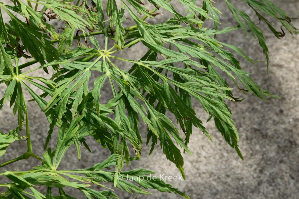Acer japonicum ‚Ao-jutan‘