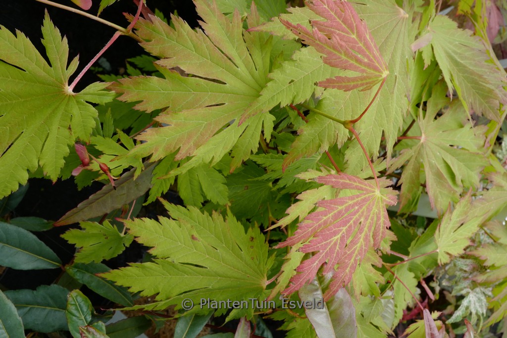 Acer japonicum ‚De Jong‘
