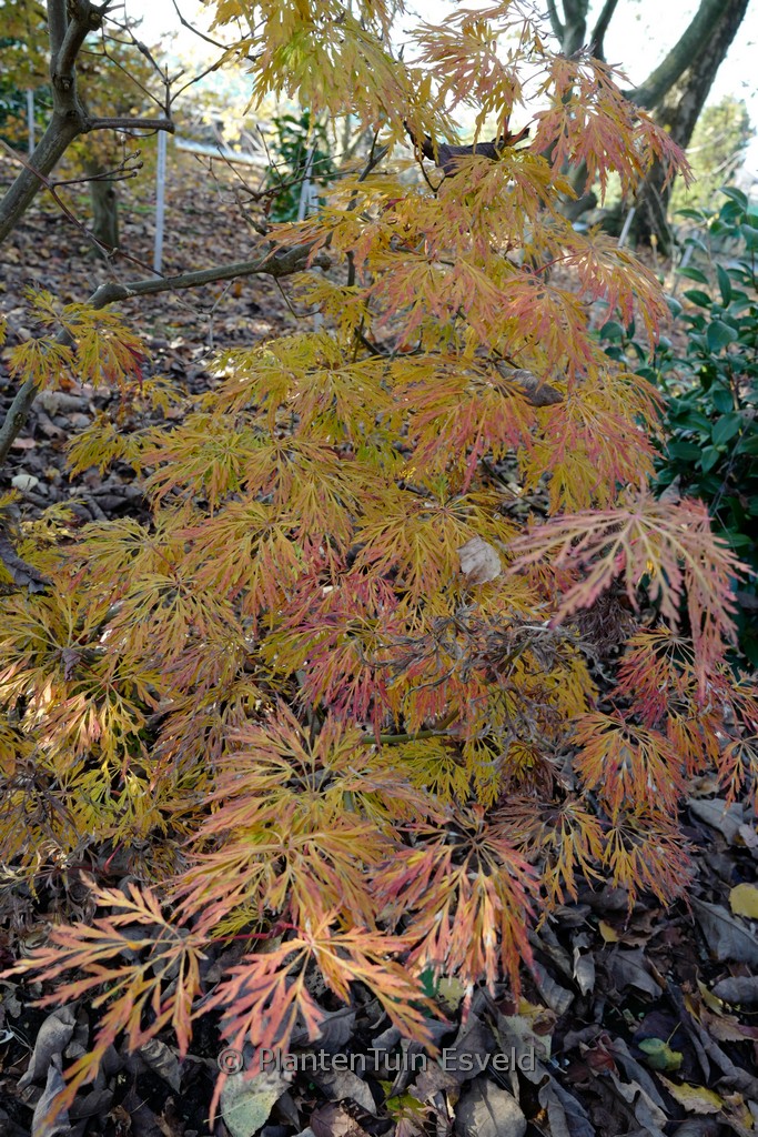 Acer japonicum ‚Dissectum‘