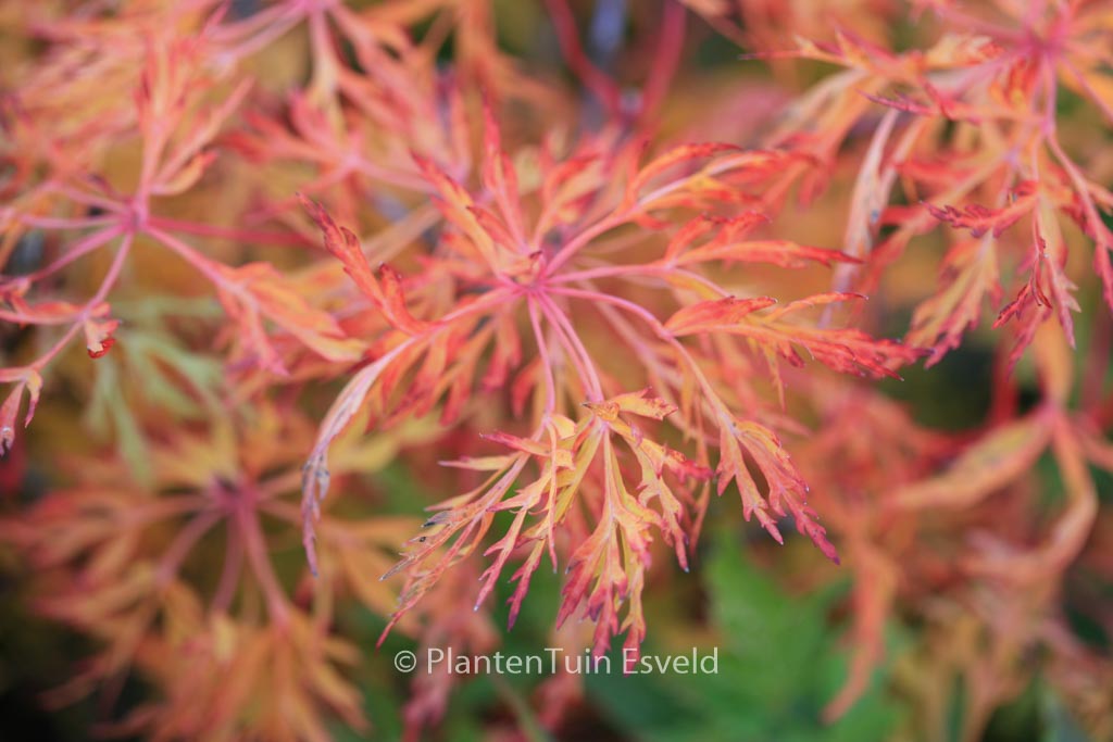 Acer japonicum ‚Fairy Light‘
