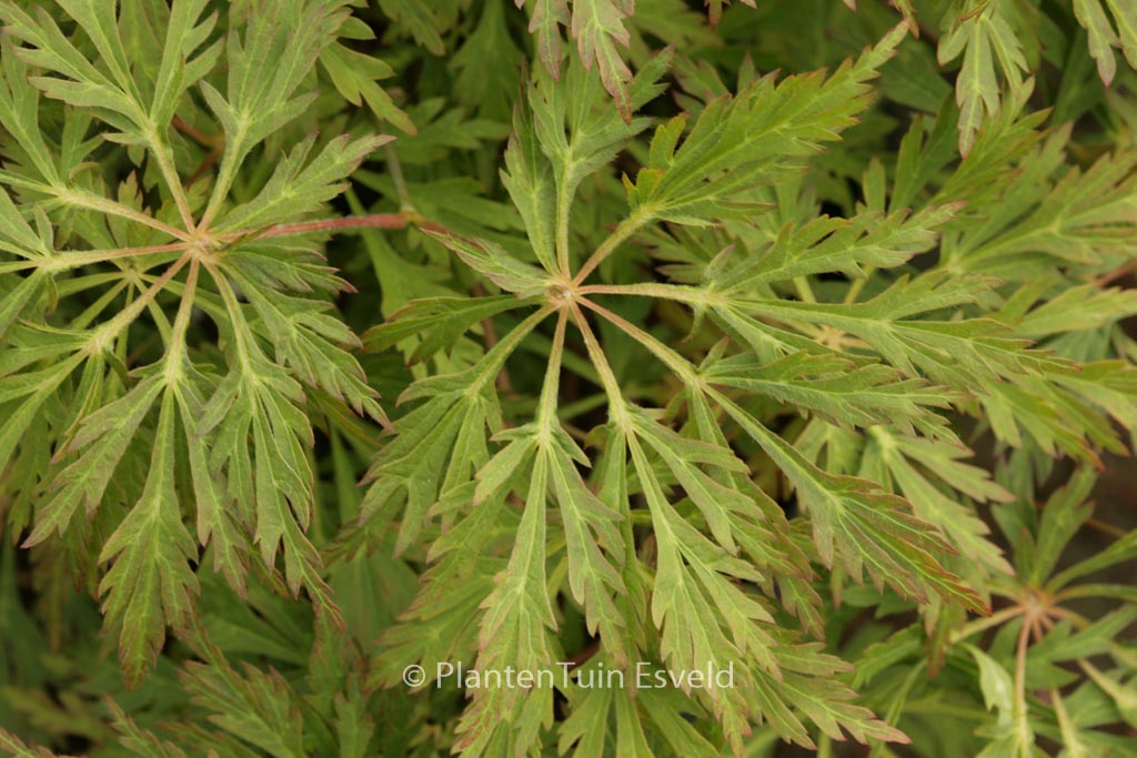 Acer japonicum ‚Girard’s Dwarf‘