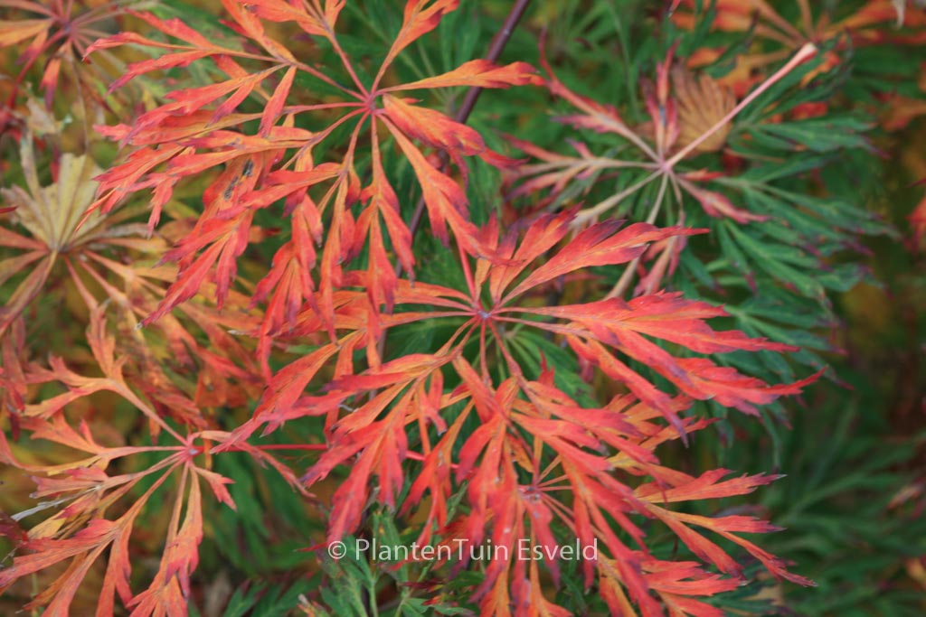 Acer japonicum ‚Green Cascade‘