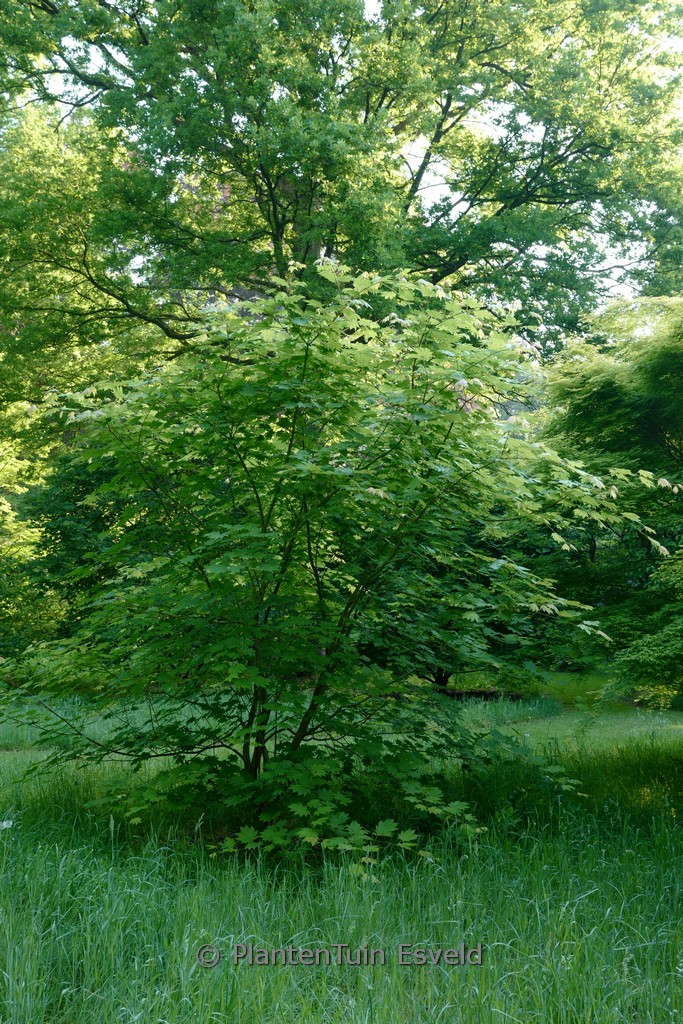 Acer japonicum ‚Indian Summer‘