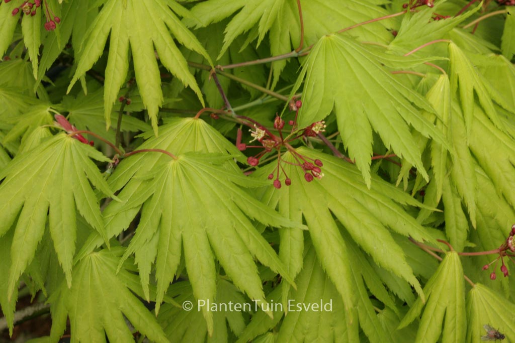 Acer japonicum ‚Kalmthout‘
