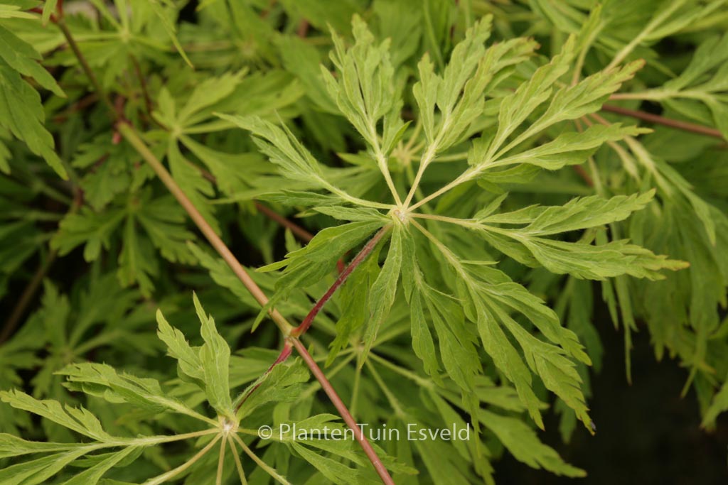 Acer japonicum ‚King’s Copse‘