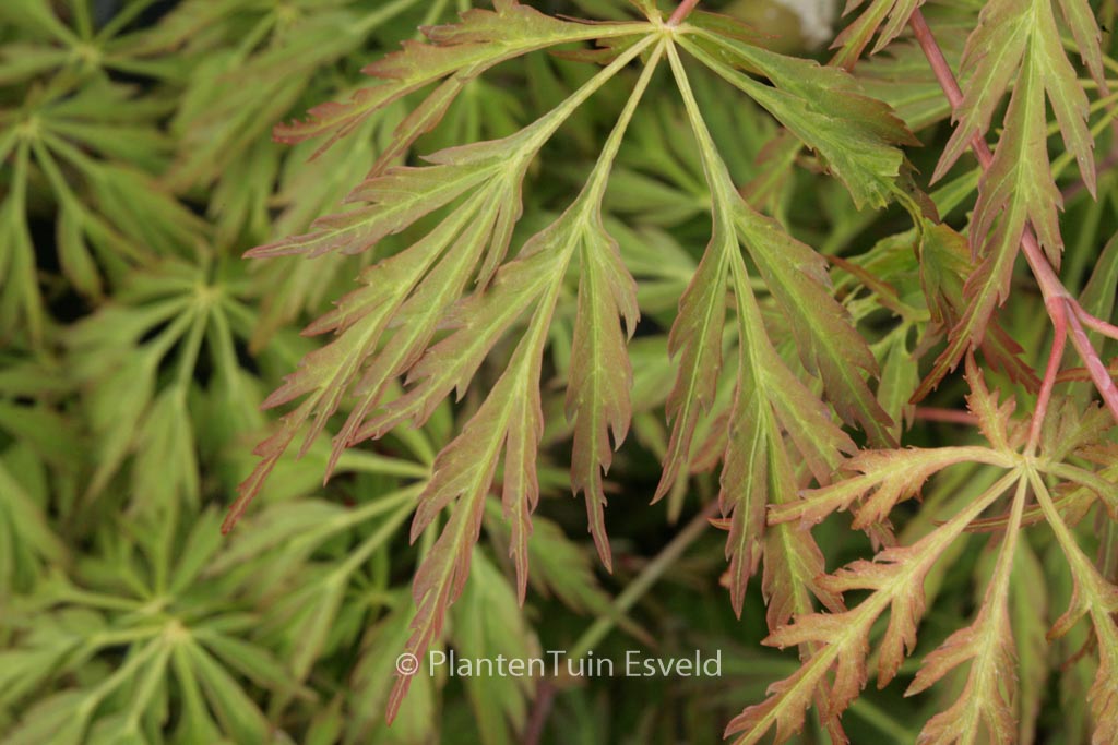 Acer japonicum ‚Kujaku-bato‘