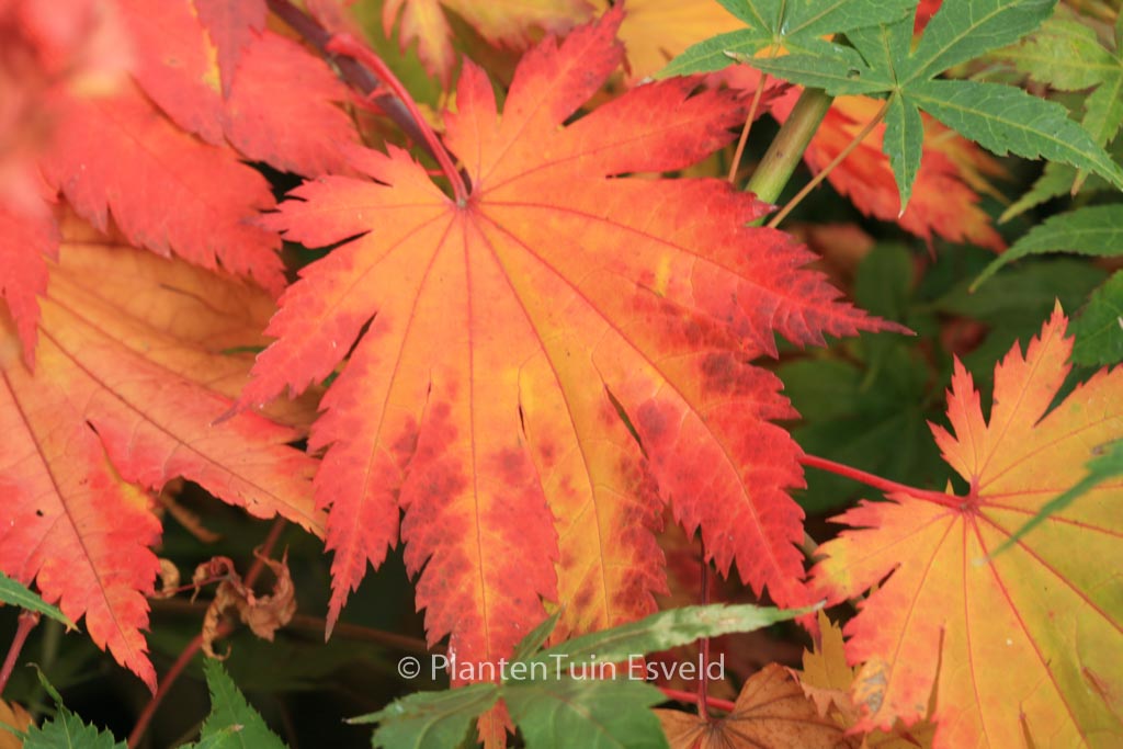 Acer japonicum ‚Ō-isami‘