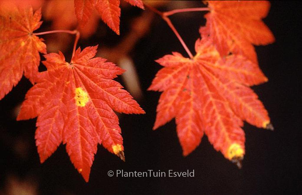 Acer japonicum ‚Ōgi-no-sen‘