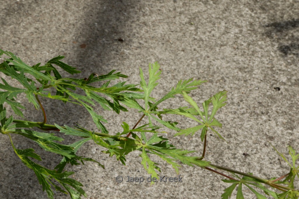 Acer japonicum ‚Oregon Fern‘