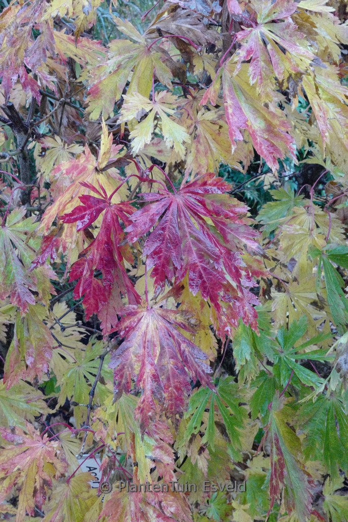 Acer japonicum ‚Oudenbosch‘