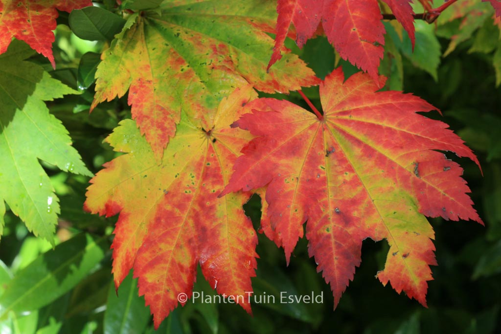 Acer japonicum ‚Vitifolium‘