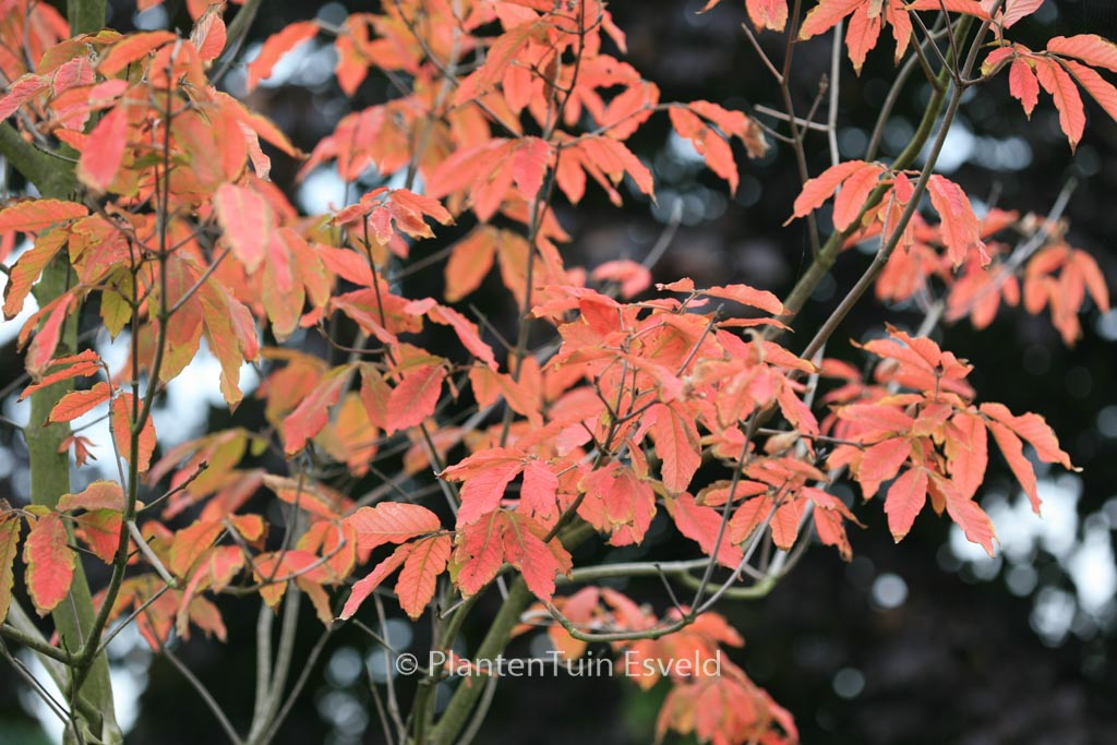 Acer maximowiczianum
