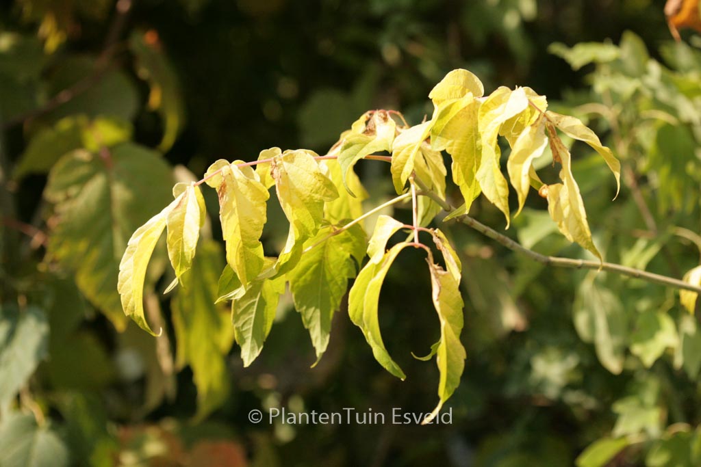 Acer negundo ‚Auratum‘