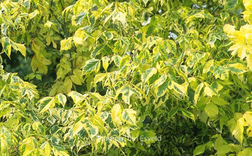 Acer negundo ‚Aureomarginatum‘