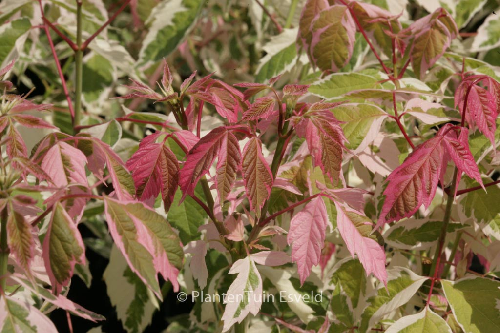 Acer negundo ‚Flamingo‘