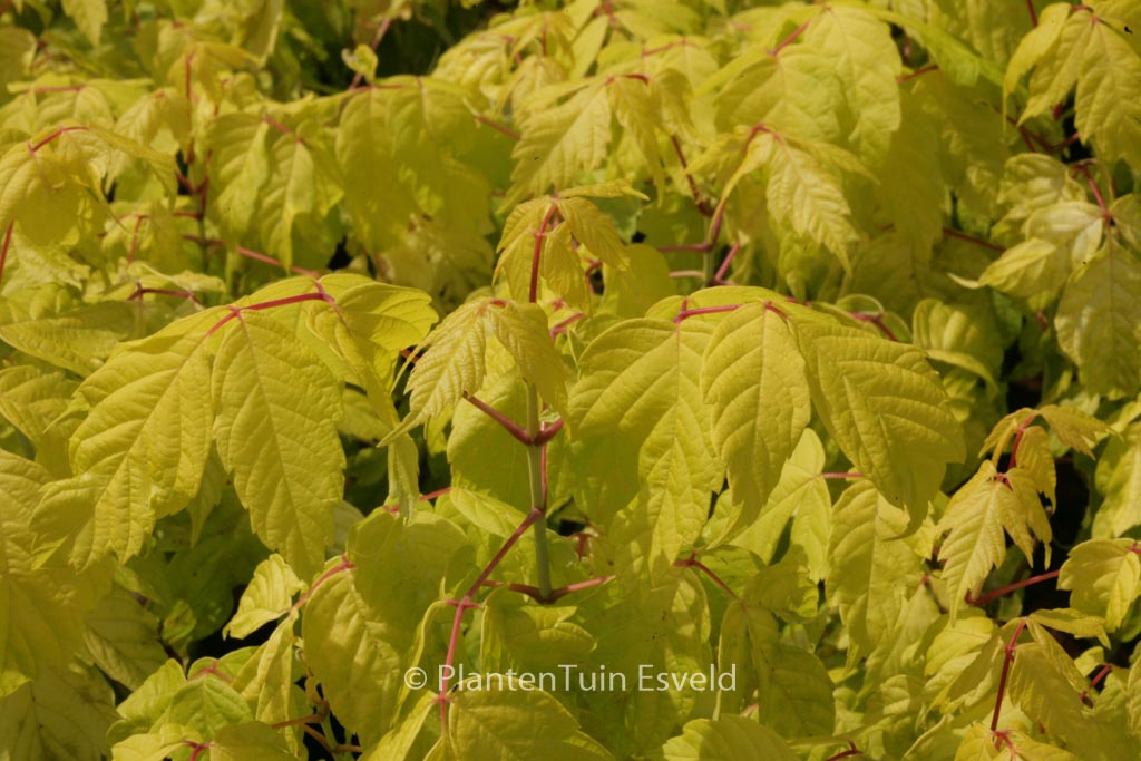 Acer negundo ‚Kelly’s Gold‘